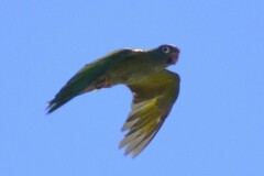 Thectocercus acuticaudatus