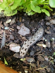 Spodoptera latifascia