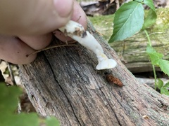 Loweomyces fractipes