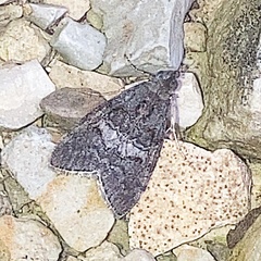 Pococera asperatella