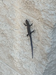 Plestiodon fasciatus