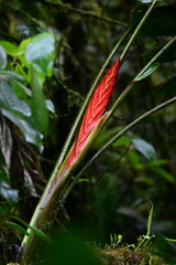 Heliconia