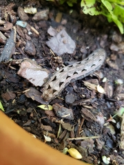 Spodoptera latifascia