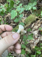 Loweomyces fractipes