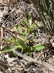 Amsinckia spectabilis