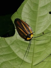Rochaina mexicana