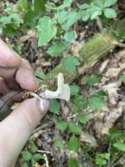Loweomyces fractipes