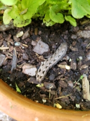 Spodoptera latifascia