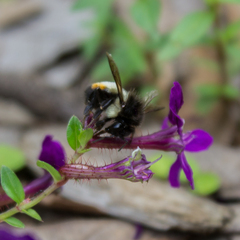 Bombus ephippiatus