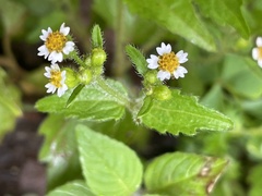 Galinsoga quadriradiata
