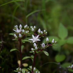 Sedum jaliscanum