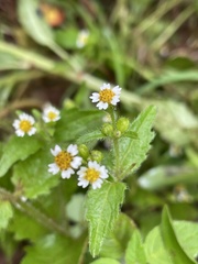 Galinsoga quadriradiata