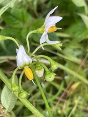 Solanum nigrum