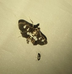 Desmia