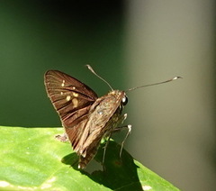 Isma iapis