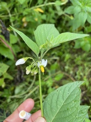 Solanum nigrum