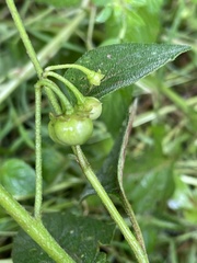 Solanum nigrum