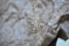 Poaceae