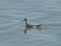 Phalaropus tricolor