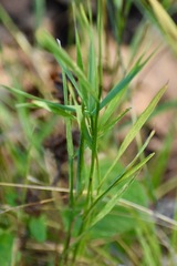 Poaceae