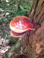 Ganoderma tsugae