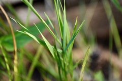 Poaceae