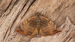 Chrysolarentia mecynata