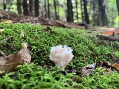 Clavulina coralloides