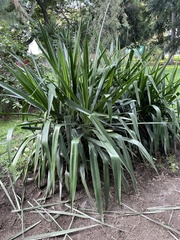 Yucca treculiana