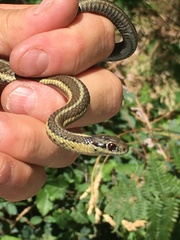 Thamnophis ordinoides
