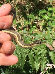 Thamnophis ordinoides