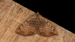 Chrysolarentia mecynata