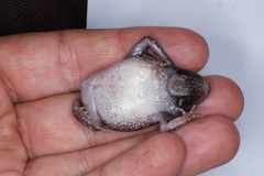 Kassina senegalensis