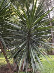 Yucca treculiana