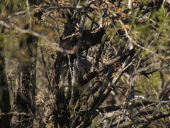 Lophospingus pusillus