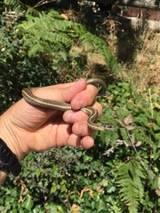Thamnophis ordinoides