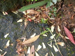 Anoplophora chinensis