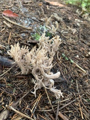 Clavulina cinerea