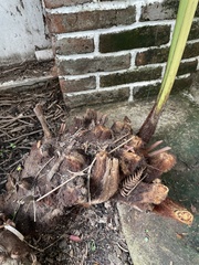 Sphaeropteris lepifera