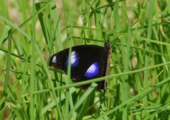 Hypolimnas bolina nerina