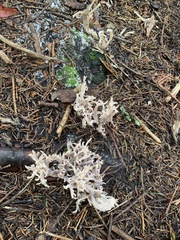 Clavulina cinerea