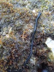 Eulalia clavigera