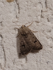 Caradrina kadenii