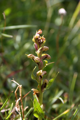 Dactylorhiza viridis