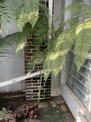 Sphaeropteris lepifera