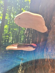 Ganoderma tsugae