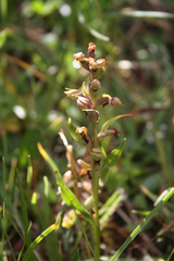 Dactylorhiza viridis