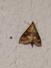Ostrinia