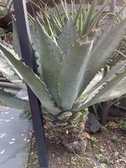 Agave applanata