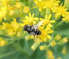 Eristalis dimidiata